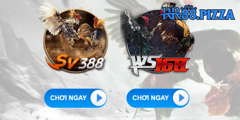 Chơi chọi kê Thomo trực tiếp tại hai sảnh SV368 và Ws168 của RR88