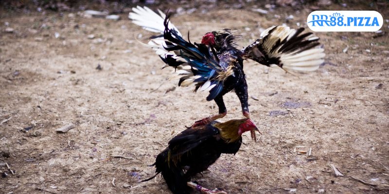 Tổng quan sảnh Đá Gà